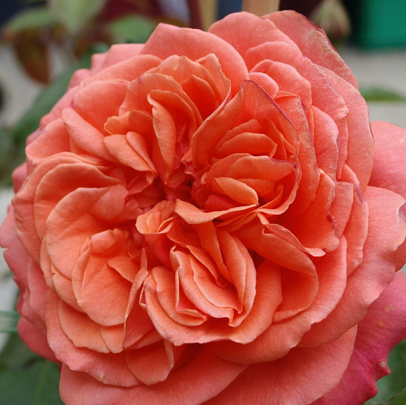 Роза парковая Эмильен Гийо в тубе