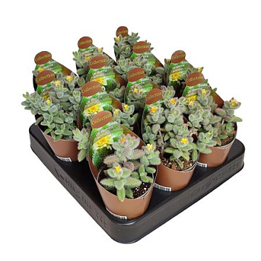 Delosperma Echinatum Potcover