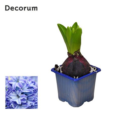 Hyacinthus Aqua 1pp (decorum)