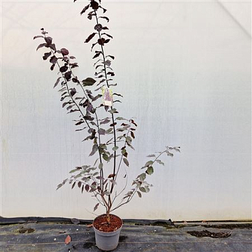 Prunus Cerasifera Nigra
