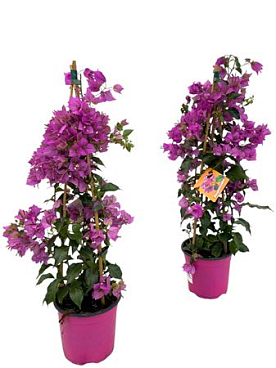 Bougainvillea Sanderiana Pillar