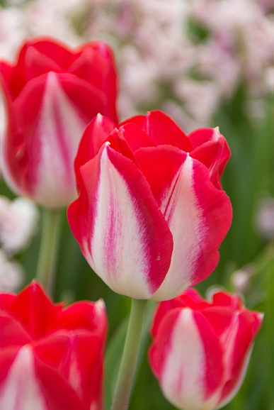 Тюльпан триумф Киссабл