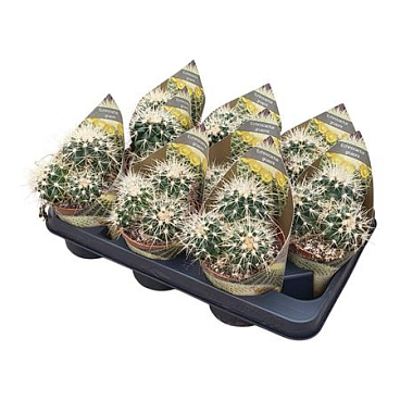 Echinocactus Grusonii Potcover
