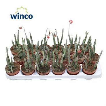 Senecio Stapeliaeformis