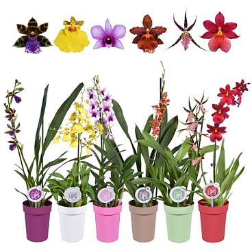 Orchid 1st Mix In Colourpot (morelips)