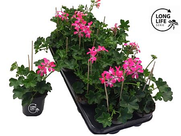 Pelargonium Pelt Pink (longlife)