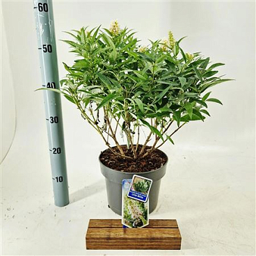 Buddleja Dav Little White