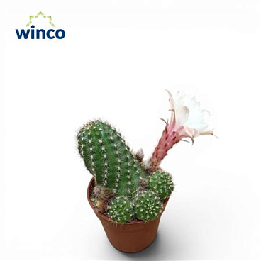Chamaecereus Silvestrii White Flower