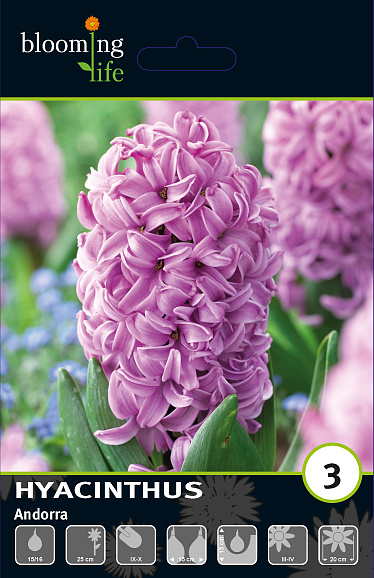 Гиацинт садовый Андорра