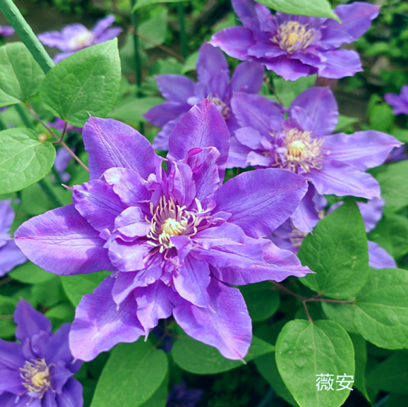 Клематис гибридный Вивиан Пеннелл