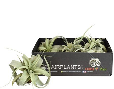 Tillandsia Xerographica Bonsai X5