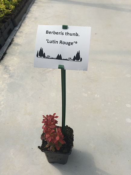 Барбарис тунберга Лютин Руж
