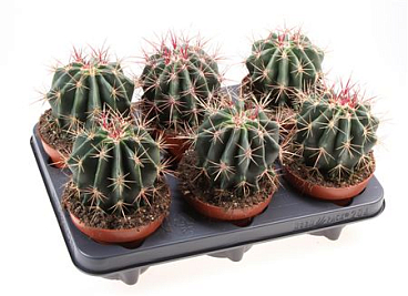 Ferocactus Stainesii
