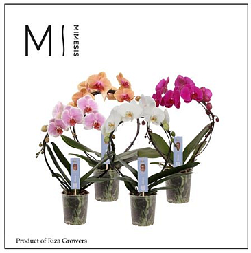 Phal Moon Mix Bow 16+ (mimesis)