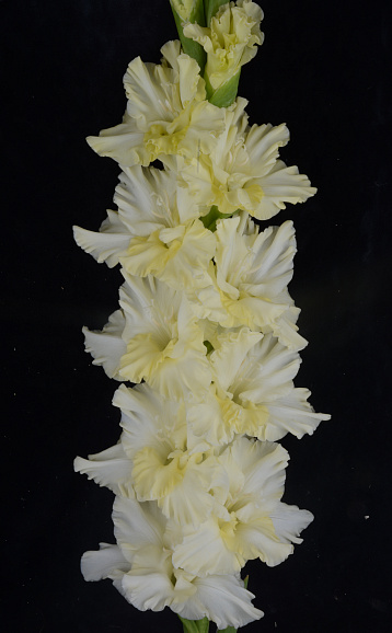 Гладиолус крупноцветковый Скованные Одной Цепью