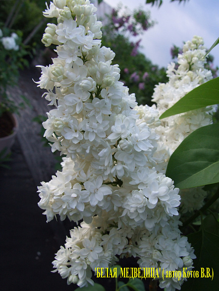 Сирень обыкновенная Белая Медведица