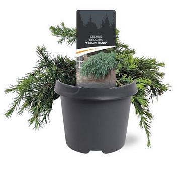 Cedrus Deo Feelin' Blue