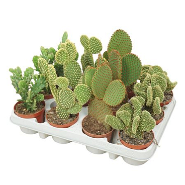 Opuntia Mix 8,5 Cm