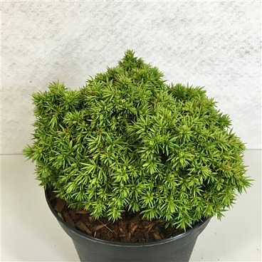 Cryptomeria Jap Tenzan