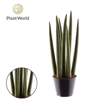 Sansevieria Painted Mix