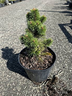 Сосна горная Мампитц