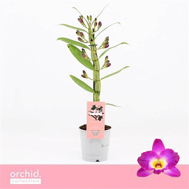 Dendr Nob 1st Akatsuki Compact Orchid Collection