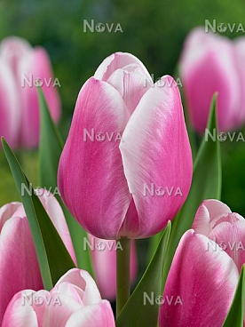 Тюльпан простой поздний Джамбо Бьюти