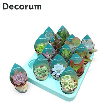 Succulenten Mix (14spc.) (dec)