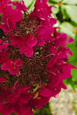 Гортензия метельчатая Уимс Ред