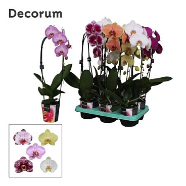 Phal Cascade 1st Mix 9+ Decorum (bernhard)