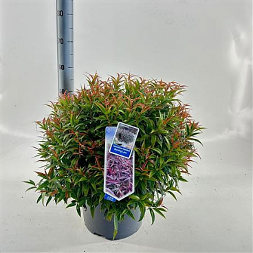 Leucothoe Keiskei Burning Love