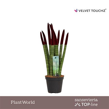 Sansevieria Velvet Touchz Bordeaux