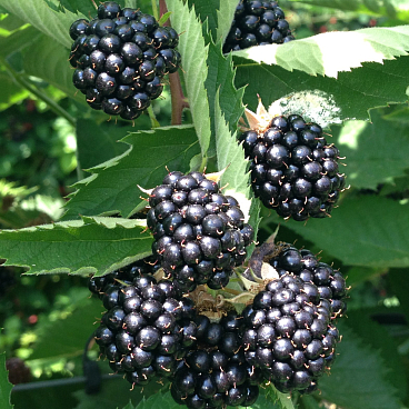 Ежевика Трипл Краун в тубе