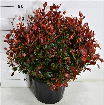 Photinia Fraseri Little Red Robin