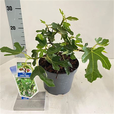 Ficus Carica Little Miss Figgy Potcover