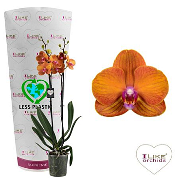 Phal 2st Bologna 14+ (levo)