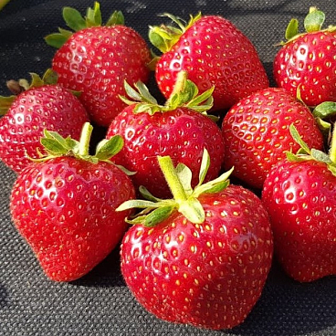 Земляника Кабрило