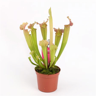 Sarracenia Monta