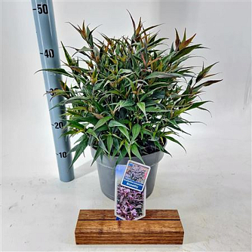 Strobilanthes Anisophyllus Brunetthy.