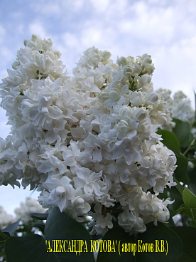Сирень обыкновенная Александра Котова