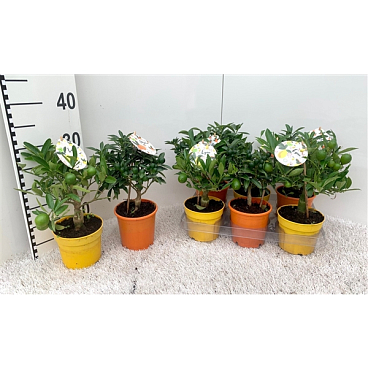 Цитрофортунелла Микс штамбовая