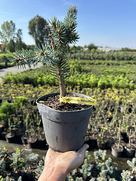 Ель колючая Ретрофлекс