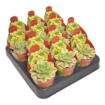 Aeonium Floresens Collection With Potcover