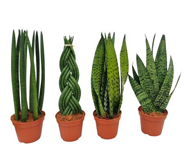 Sansevieria Green Mix 14 Cm 3-4 Soorten