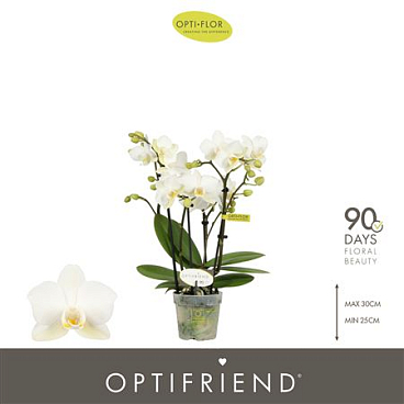 Phal 4st Optifriend Sandra (opti)