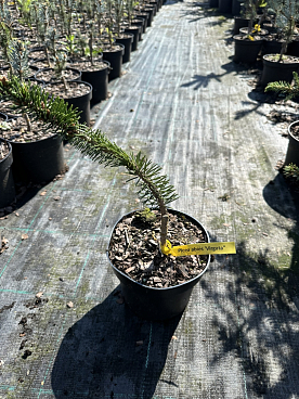 Ель обыкновенная Виргата