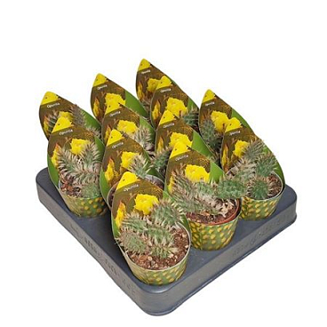 Opuntia Hintonii Potcover