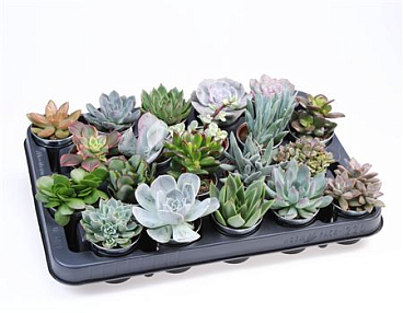 Succulent Zinkpot