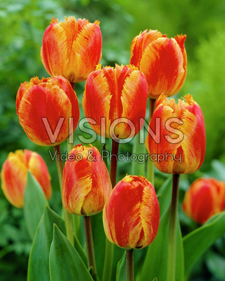 Тюльпан фр Фринджед Солтис