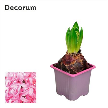 Hyacinthus Pink Pearl 1pp (decorum)
